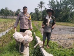 Potret Sinergi Polri dan Petani di Lombok Barat: Mengawal Kemandirian Pangan Langsung dari Pematang Sawah