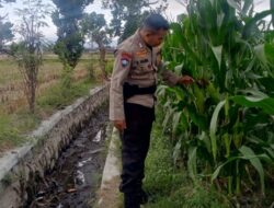 Langkah Polsek Labuapi Mengawal Ketahanan Pangan Nasional