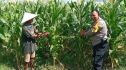 Polri Perkuat Ketahanan Pangan Nasional dari Desa: Intip Sinergi Polisi dan Petani di Bagik Polak Barat