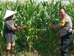 Polri Perkuat Ketahanan Pangan Nasional dari Desa: Intip Sinergi Polisi dan Petani di Bagik Polak Barat