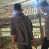 Bhabinkamtibmas Gerung Dorong Peternak Mandiri: Kunci Rahasia Stabilitas Pangan