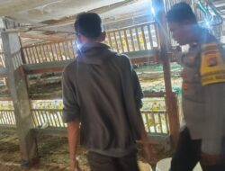 Bhabinkamtibmas Gerung Dorong Peternak Mandiri: Kunci Rahasia Stabilitas Pangan