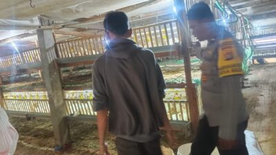 Bhabinkamtibmas Gerung Dorong Peternak Mandiri: Kunci Rahasia Stabilitas Pangan