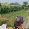 Bhabinkamtibmas Dampingi Petani Karang Bongkot di Sawah