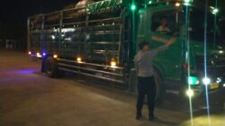 Polisi Pastikan Jalur Logistik Ternak di Pelabuhan Lembar Kondusif, Ratusan Truk Sapi Sudah Menyeberang