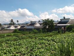 Pendampingan Babinsa Dorong Produktivitas Sawi Petani Lokal