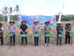 Polda NTB Gelar Panen Raya Jagung Serentak, Dukung Ketahanan Pangan Nasional