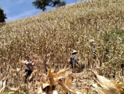 Sinergi Nyata di Lahan Kering: Polsek Sekotong Turun Tangan Kawal Panen Raya Jagung Milik Warga