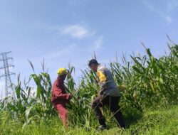 Polsek Labuapi Dorong Optimalisasi Lahan Jagung di Desa Kuranji Dalang