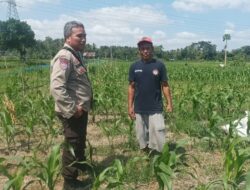 Dukung Ketahanan Pangan, Polsek Batulayar Motivasi Petani Jagung