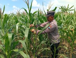 Polisi RW Polsek Kenduruan Polres Tuban Cek Tanaman Jagung di Sidomukti, Dukung Program Ketahanan Pangan Astacita