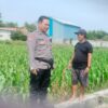 Polri Dukung Astacita, Polsek Palang Polres Tuban Turun Cek Tanaman jagung milik Warga di Desa Cepokorejo