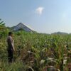 Polri Dukung Astacita, Polsek Semanding Polres Tuban Turun Cek Tanaman jagung milik Warga di Desa Semanding