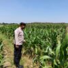 Perkuat Ketahanan Pangan, Personel Polsek Bangilan Monitoring Lahan Jagung di Wilayah Binaan