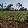 Anggota Bhabinkamtibmas Polsek Jenu Polres Tuban Turun ke Ladang, sambang lahan pertanian.