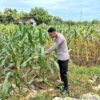 Polri Dukung Astacita, Polsek Merakurak Polres Tuban Turun Cek Tanaman Jagung Warga di Desa Pongpongan