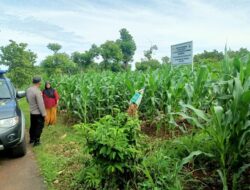 Polri Dukung Astacita, Polsek Semanding Polres Tuban Turun Cek Tanaman jagung milik Warga di Desa Semanding