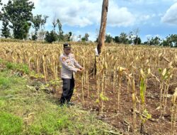 Polri Dukung Astacita, Polsek Merakurak Polres Tuban Turun Cek Tanaman Jagung Warga di Desa Pongpongan