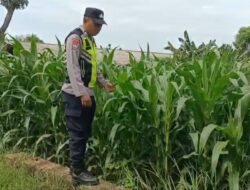 Polri Dukung Astacita, Polsek Semanding Polres Tuban Turun Cek Tanaman jagung milik Warga di Desa Kowang