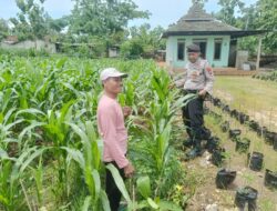 Manfaatkan Pekarangan, Petani Tanam Cabai Gunakan Polibag Dukung Program Asta Cita