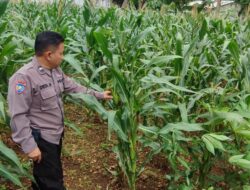 Polri Dukung Astacita, Polsek Merakurak Polres Tuban Turun Cek Tanaman Jagung Warga di Desa Tuwiri Wetan