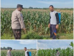 Polsek Soko polres Tuban Polda Jawa Timur Bergerak! Dukung Penuh Swasembada Pangan Presiden Prabowo Melalui Pendampingan Petani