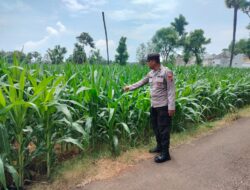 Polri Dukung Astacita, Polsek Palang Polres Tuban jagung milik Warga di Desa Tegalbang
