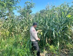 Polri Dukung Astacita, Polsek Jenu Polres Tuban jagung milik Warga di Desa Jenu