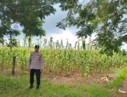 Polsek Montong Polres Tuban Turun Cek Tanaman jagung Warga di Desa Talun
