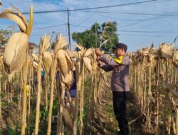 *AIPTU CUCUK SUMULYONO DAMPINGI KADES NGAMPELREJO PANEN JAGUNG, WUJUD NYATA SINERGI POLRI DAN MASYARAKAT BANCAR*