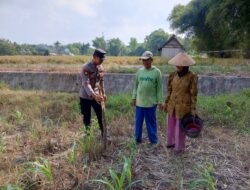 Bhabinkamtibmas Wanglukulon Polsek Senori Polres Tuban Dampingi Petani Jagung Tanam Benih, Wujudkan Ketahanan Pangan Nasional
