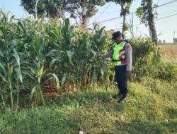 Polri Dukung Astacita, Polsek Jenu Polres Tuban jagung milik Warga di Desa Beji