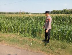 Polsek Montong Polres Tuban Turun Cek Tanaman jagung Warga di Desa Pakel