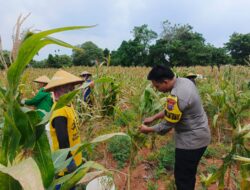 Wujud Kedekatan dengan Masyarakat, Bripda Dodi Eko Turun Ke Sawah Bantu Petani Panen Jagung di Bancar