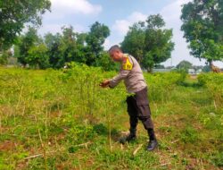 Polisi RW Polsek Tuban Monitoring Lahan Cabai Warga sebagai Wujud Dukungan Ketahanan Pangan