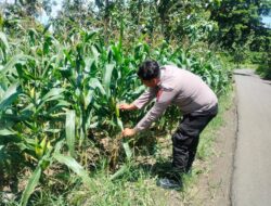 Polri Dukung Astacita, Polsek Palang Polres Tuban jagung milik Warga di Desa Pucangan