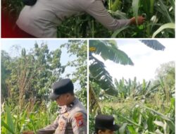 Polsek Soko polres Tuban Polda Jawa Timur Bergerak! Dukung Penuh Swasembada Pangan Presiden Prabowo Melalui Pendampingan Petani