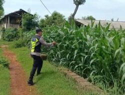 Polri Dukung Astacita, Polsek Semanding Polres Tuban Turun Cek Tanaman jagung milik Warga di Desa Kowang