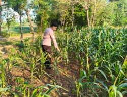 Polri Dukung Astacita, Polsek Merakurak Polres Tuban Turun Cek Tanaman Jagung Warga di Desa Tobo