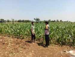 Dukung Program Asta Cita, Bhabinkamtibmas Sambang Ladang Jagung di Desa Binaan.