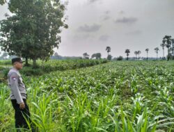 Polsek Plumpang Polres Tuban Turun Langsung Cek Tanaman Jagung Warga