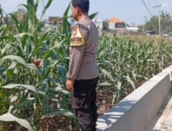 Polri Dukung Astacita, Polsek Rengel Polres Tuban Turun Cek Tanaman Jagung Warga di Desa Punggulrejo