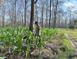Polri Dukung Astacita, Bhabinkamtibmas Desa Parangbatu Polsek Parengan Polres Tuban sambang Lokasi Tanaman Jagung Di Desa Parangbatu Kec. Parengan