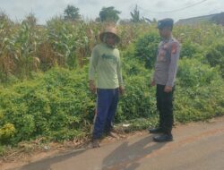Polsek Tambakboyo Polres Tuban Turun Cek Tanaman jagung Warga di Desa Mander