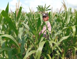 Polri Dukung Ketahanan Pangan Nasional, Polisi RW Polsek Kenduruan Polres Tuban Turun Langsung Cek Lahan Jagung Warga