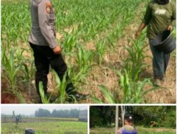 Polsek Soko polres Tuban Polda Jawa Timur Bergerak! Dukung Penuh Swasembada Pangan Presiden Prabowo Melalui Pendampingan Petani