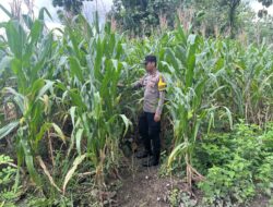 Dukung Swasembada Pangan, Polsek Bangilan Rutin Monitoring Lahan Pertanian