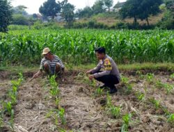 Polri Dukung Astacita, Polsek Grabagan Polres Tuban Turun Cek Tanaman jagung milik Warga di Desa Grabagan