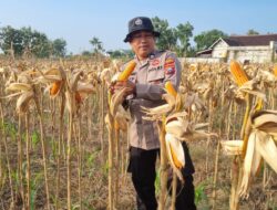 Anggota Polsek Bancar Polres Tuban Melaksanakan Panen Jagung Bersama Warga Desa Ngampelrejo