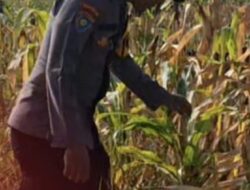 Bentuk Pendampingan Petani, Polsek Widang Monitoring Pertumbuhan Jagung